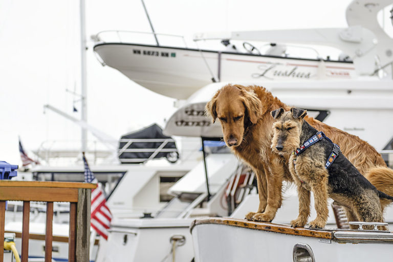 Animais-a-bordo-boatshopping