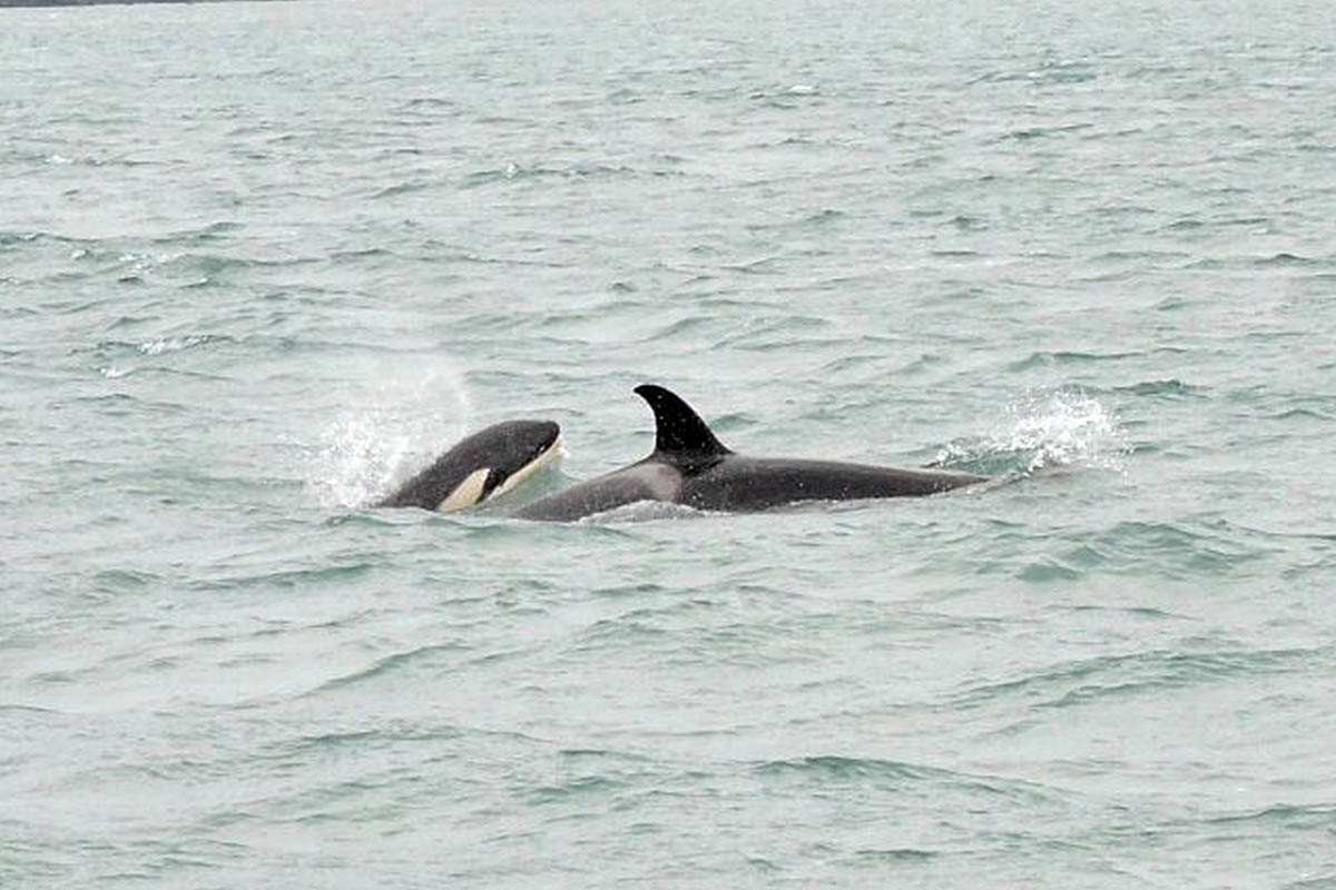 orcas na ilhabela - boat shopping