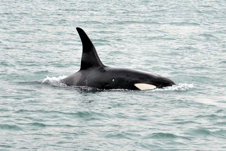 orcas na ilhabela - boat shopping