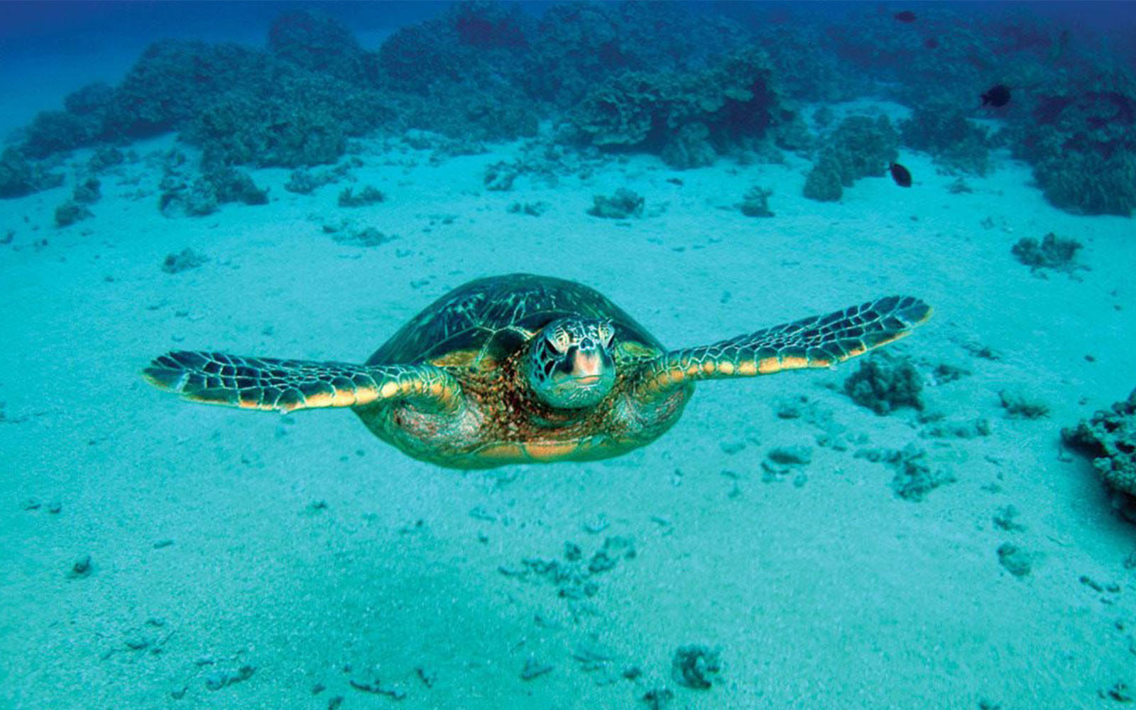 Tripadvisor  Nadar com tartarugas marinhas e praia de Grote Knip